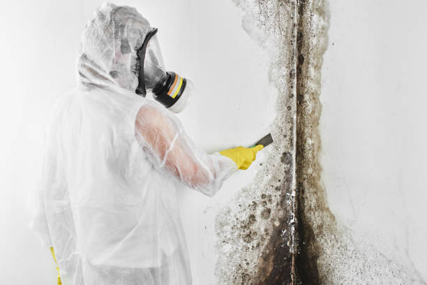 Best Crawl Space Mold Removal  in Littlerock, CA