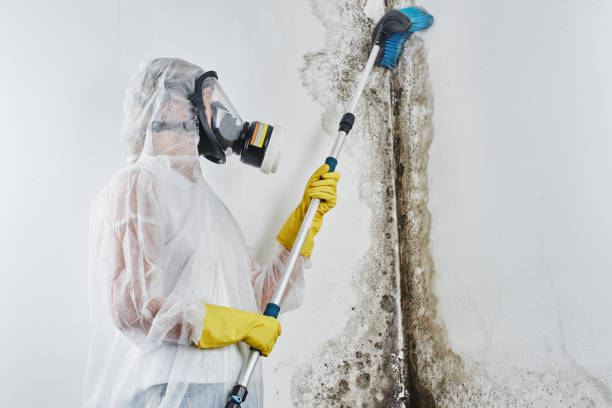 Best Same-Day Mold Removal  in Littlerock, CA