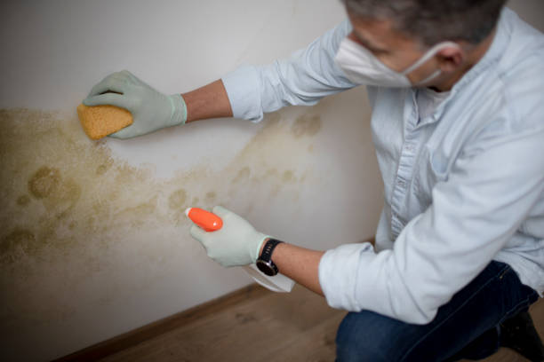 Best Mold Removal Company Near Me  in Littlerock, CA