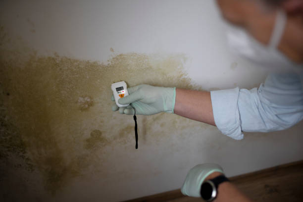Best Office Mold Removal Services  in Littlerock, CA