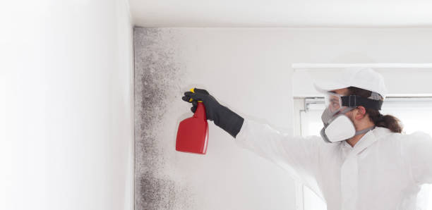 Best Affordable Mold Removal  in Littlerock, CA