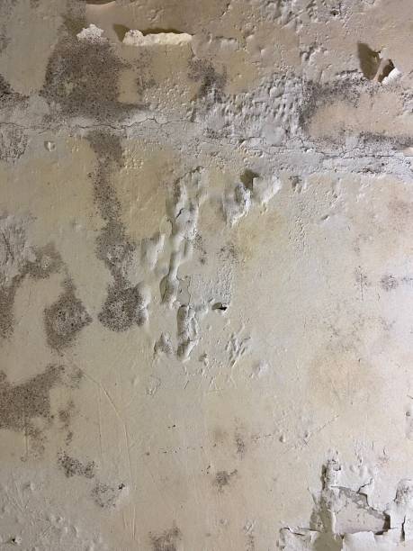 Best Fast Mold Removal  in Littlerock, CA