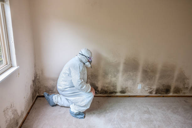 Best Fast Mold Removal  in Littlerock, CA