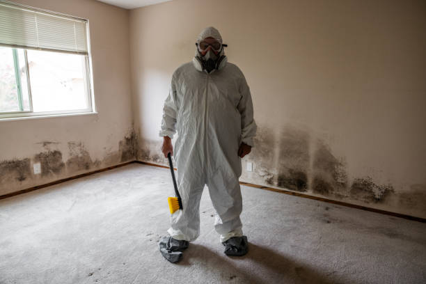 Best Mold Damage Repair  in Littlerock, CA