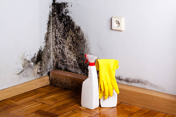 Best Toxic Mold Removal  in Littlerock, CA