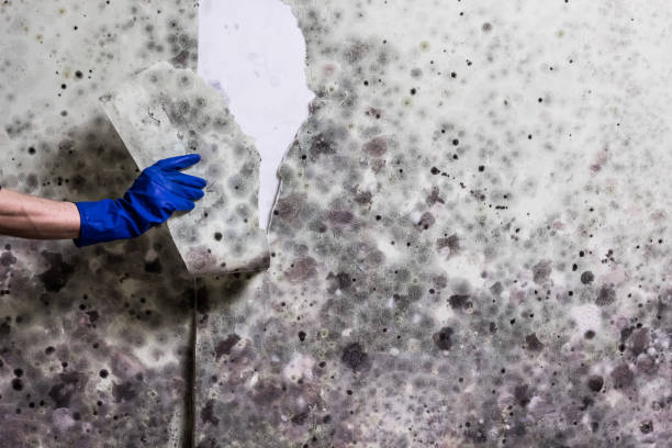 Best Attic Mold Removal  in Littlerock, CA