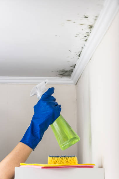Best Commercial Mold Removal  in Littlerock, CA