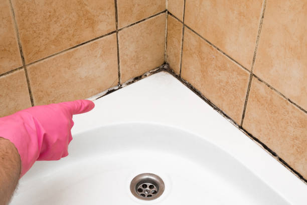 Best Mold Removal Near Me  in Littlerock, CA