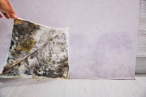 Office Mold Removal Services in Littlerock, CA